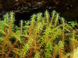 Attēlu rezultāti vaicājumam “Rhytidiadelphus”