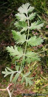 Image result for Pimpinella saxifraga