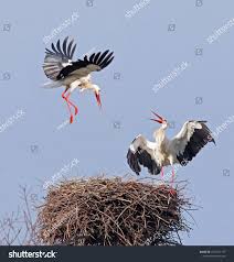 Attēlu rezultāti vaicājumam “Ciconia ciconia nest”