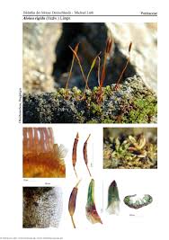 Attēlu rezultāti vaicājumam “Aloina rigida”