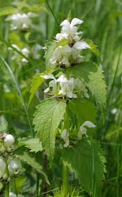 Attēlu rezultāti vaicājumam “Lamium album flower”