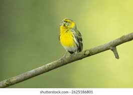 Image result for Serinus serinus