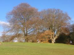 Image result for Mid Surrey Ramblers