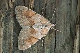 Attēlu rezultāti vaicājumam “Pennithera firmata”