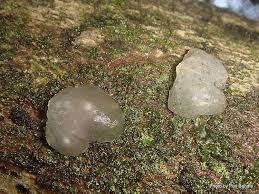 Attēlu rezultāti vaicājumam “Myxarium nucleatum”