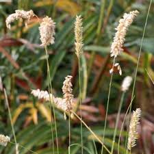Attēlu rezultāti vaicājumam “Melica nutans flower”