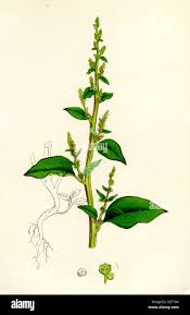 Attēlu rezultāti vaicājumam “Chenopodium polyspermum”