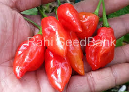 Afbeeldingsresultaat voor chili maya hot pepper hot pepper
