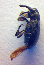 Attēlu rezultāti vaicājumam “Magdalis sp.”