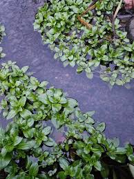 Attēlu rezultāti vaicājumam “Veronica beccabunga leaf”