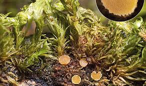 Attēlu rezultāti vaicājumam “Octosporella jungermanniarum”