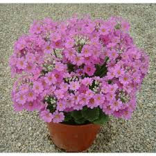 Image result for Primula malacoides