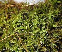 Attēlu rezultāti vaicājumam “Tortella tortuosa”