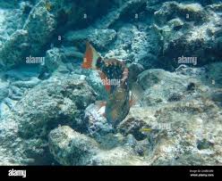 Image result for Sparisoma frondosum