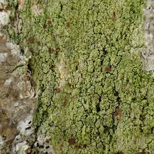 Attēlu rezultāti vaicājumam “Bacidia rubella”