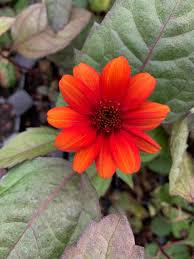 Image result for Heliopsis scabra