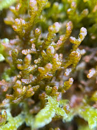 Attēlu rezultāti vaicājumam “Frullania tamarisci”