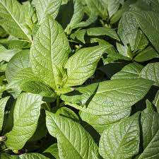 Attēlu rezultāti vaicājumam “Lunaria rediviva leaf”