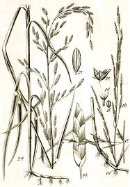 Attēlu rezultāti vaicājumam “Glyceria fluitans”