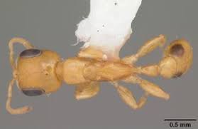 Attēlu rezultāti vaicājumam “Diderma simplex sessile”