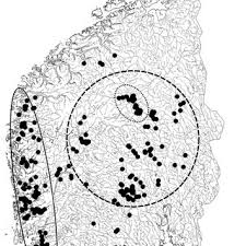 Attēlu rezultāti vaicājumam “Menegazzia terebrata”