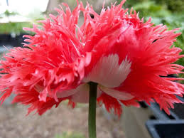 Attēlu rezultāti vaicājumam “Papaver”