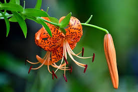 Attēlu rezultāti vaicājumam “Lilium lancifolium flower”