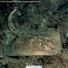 Image result for Amblyraja hyperborea