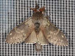 Attēlu rezultāti vaicājumam “Stauropus fagi”