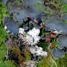 Attēlu rezultāti vaicājumam “Peltigera extenuata”