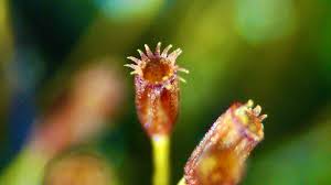 Attēlu rezultāti vaicājumam “Callicladium haldanianum sporophyte”