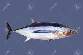 Image result for Thunnus alalunga