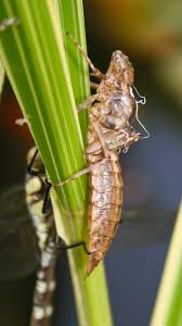 Attēlu rezultāti vaicājumam “exuvia”