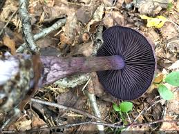 Attēlu rezultāti vaicājumam “Diderma montanum var. album”