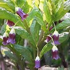 Attēlu rezultāti vaicājumam “Scopolia carniolica flower”