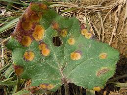 Attēlu rezultāti vaicājumam “Puccinia poarum”