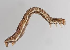 Attēlu rezultāti vaicājumam “Eupithecia icterata”