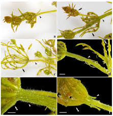Attēlu rezultāti vaicājumam “Chara rudis”