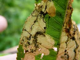 Attēlu rezultāti vaicājumam “Lyonetia prunifoliella”