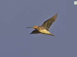 Attēlu rezultāti vaicājumam “Gallinago gallinago eggs”