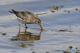 Attēlu rezultāti vaicājumam “Calidris maritima adult”