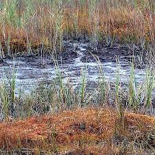 Attēlu rezultāti vaicājumam “Pohlia sphagnicola”