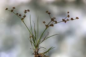 Attēlu rezultāti vaicājumam “Juncus bulbosus leaf”