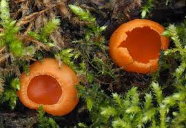 Attēlu rezultāti vaicājumam “Sarcoscypha austriaca var. lutea”