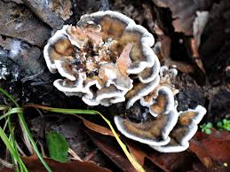 Attēlu rezultāti vaicājumam “Bjerkandera fumosa”