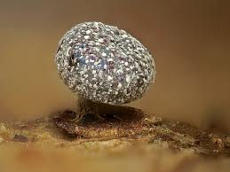 Attēlu rezultāti vaicājumam “Comatricha pulchella macro”