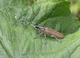 Attēlu rezultāti vaicājumam “Agapanthia villosoviridescens”