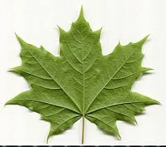 Attēlu rezultāti vaicājumam “Acer platanoides”