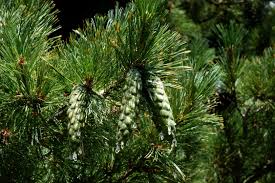 Attēlu rezultāti vaicājumam “Pinus peuce”