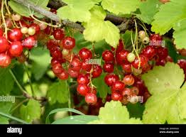 Attēlu rezultāti vaicājumam “Ribes rubrum fruit”